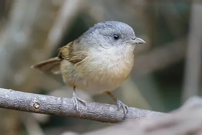 Alcippe poioicephala