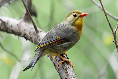 Red-billed Leiothrix
