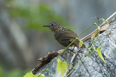 Limestone Wren-Babbler