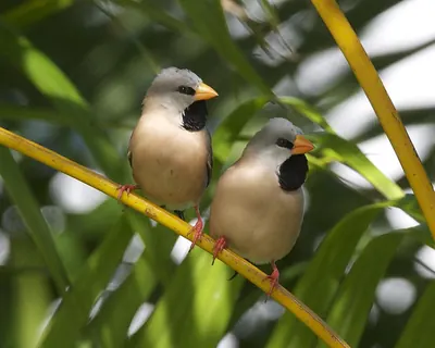 Long-tailed Finch
