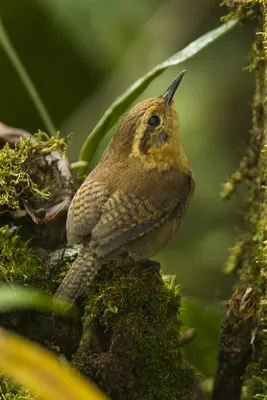 Mountain Wren