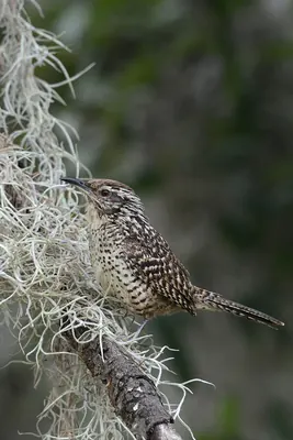 Spotted Wren