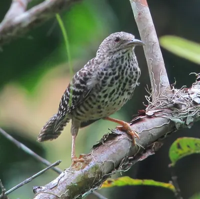 Band-backed Wren
