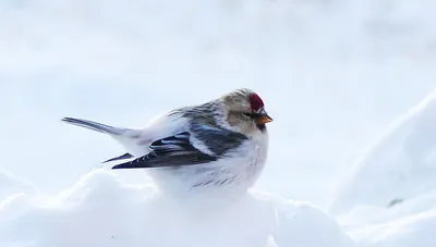 Arctic Redpoll