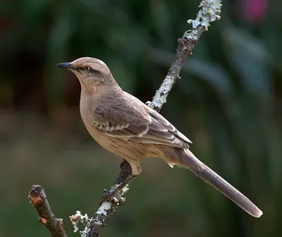 Chalk-browed Mockingbird