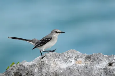 Tropical Mockingbird