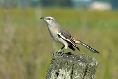 White-banded Mockingbird
