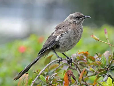 Long-tailed Mockingbird