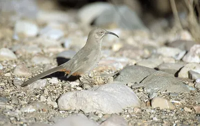 Crissal Thrasher
