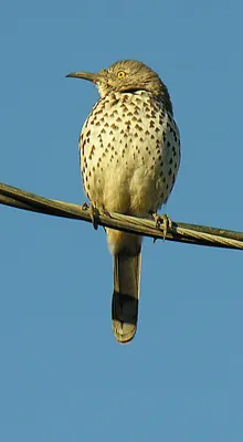 Grey Thrasher