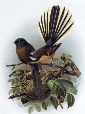 Grey Fantail