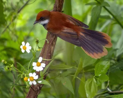 Palau Fantail