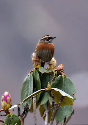 Rufous-breasted Accentor