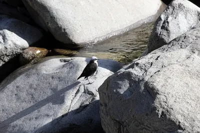White-capped Dipper