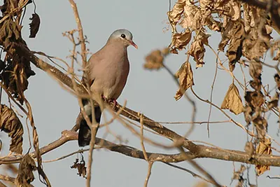 Blue-spotted Wood-dove
