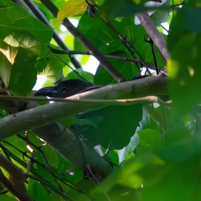 Black-hooded Coucal
