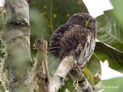 Andean Pygmy-Owl