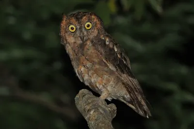 Elegant Scops-Owl