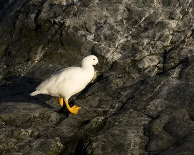 Kelp Goose
