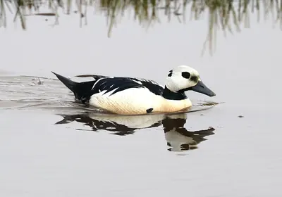 Steller's Eider