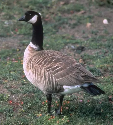 Cackling Goose