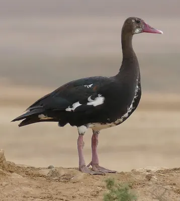 Spur-winged Goose
