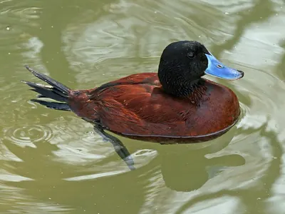 Lake Duck