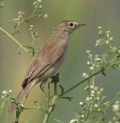 Sykes's Warbler