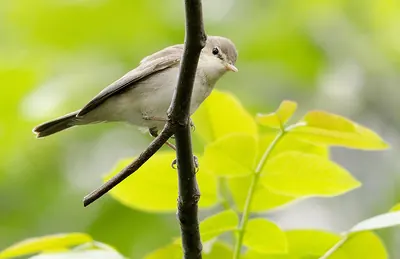 Eastern Olivaceous Warbler