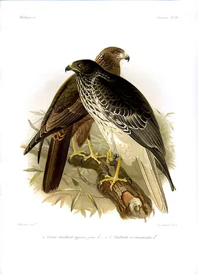 Madagascar harrier