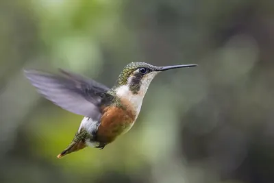White-bellied Woodstar