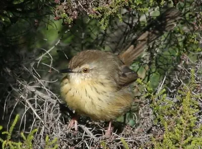 Drakensberg Prinia