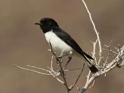 Hume's Wheatear