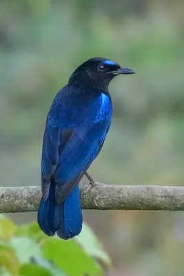 Malabar Whistling-Thrush