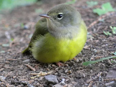 MacGillivray's Warbler