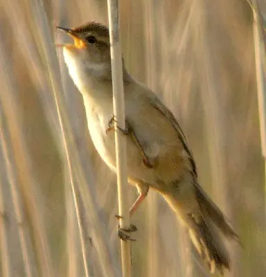 Marsh grassbird