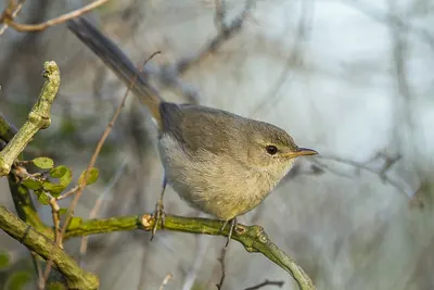 Lantz's Brush-warbler