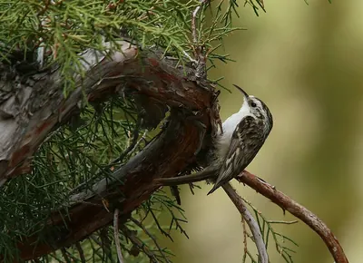 Hodgson's Treecreeper