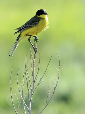 Black-headed wagtail
