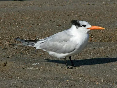Royal Tern