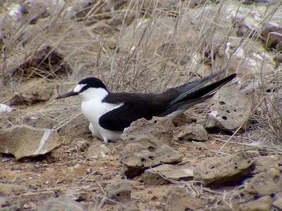 Sooty Tern