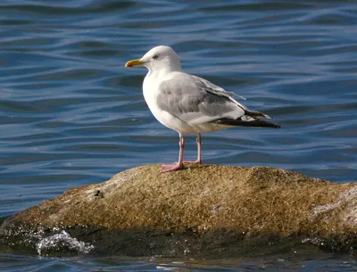 Vega Gull