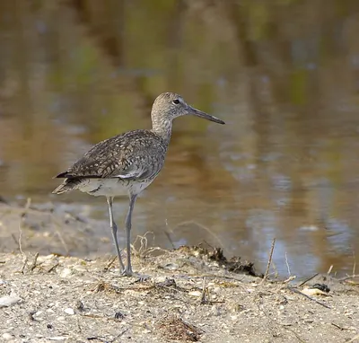 Willet