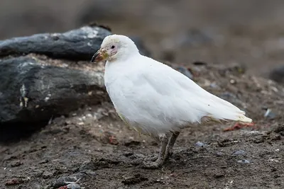 Snowy Sheathbill