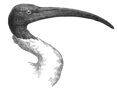 Malagasy Sacred Ibis