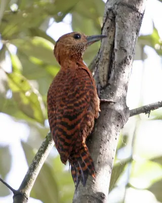 Rufous Woodpecker