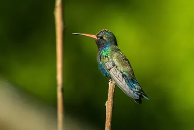 Doubleday's Hummingbird
