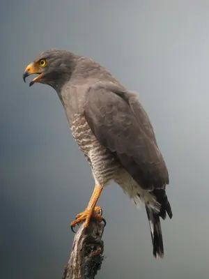 Roadside Hawk