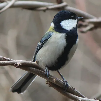 Japanese Tit