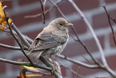 Rosy Starling